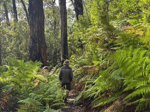 Lilly Pilly Gully-威尔逊岬国家公园必去景点