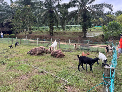 Talula Hill Farm Resort-居銮必去景点