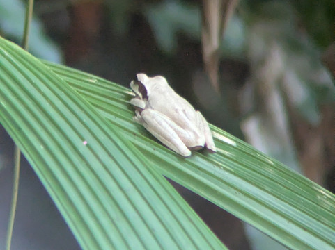 Pura Vida Tours & Transfers-哥斯达黎加安东尼奥国家公园必去景点