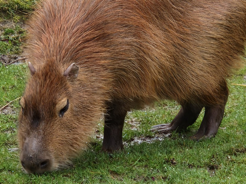The Meadows Farm-卡菲利必去景点