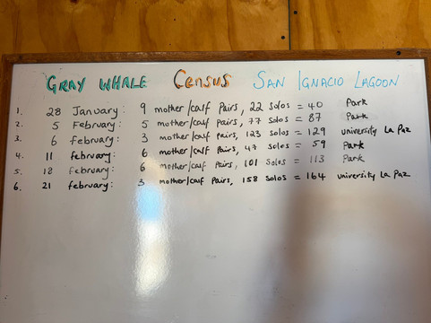 Baja Ecotours-San Ignacio必去景点