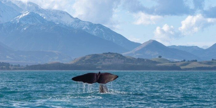 dolphin Lovina tours-罗威那海滩必去景点