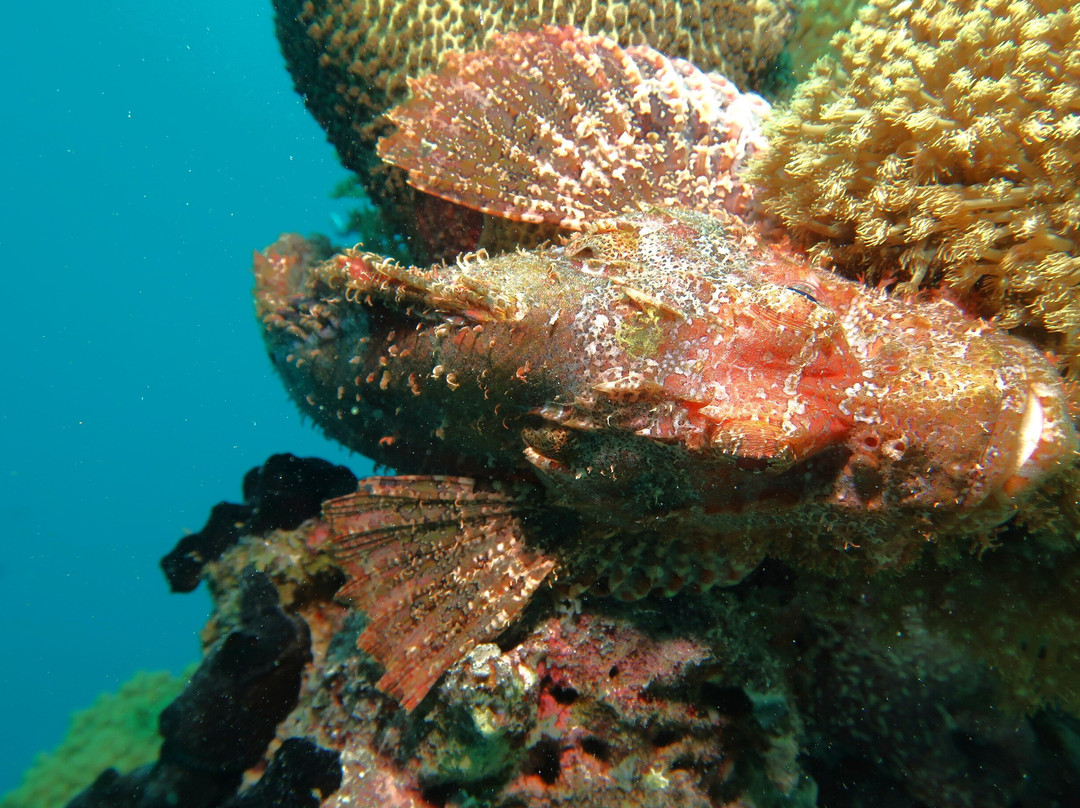 DivePoint Guraidhoo-康杜玛岛必去景点