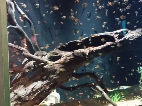 AquaFoz-伊瓜苏必去景点