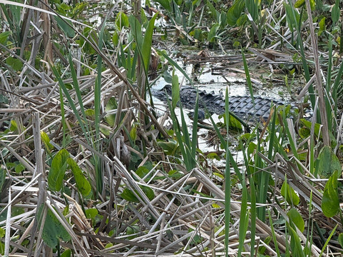 Swamp Fever Airboat Adventures-Lake Panasoffkee必去景点