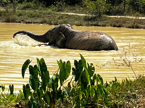 Kulen Elephant Forest-暹粒必去景点