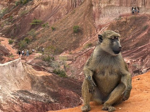 Sule Kenya Safari-瓦塔木必去景点