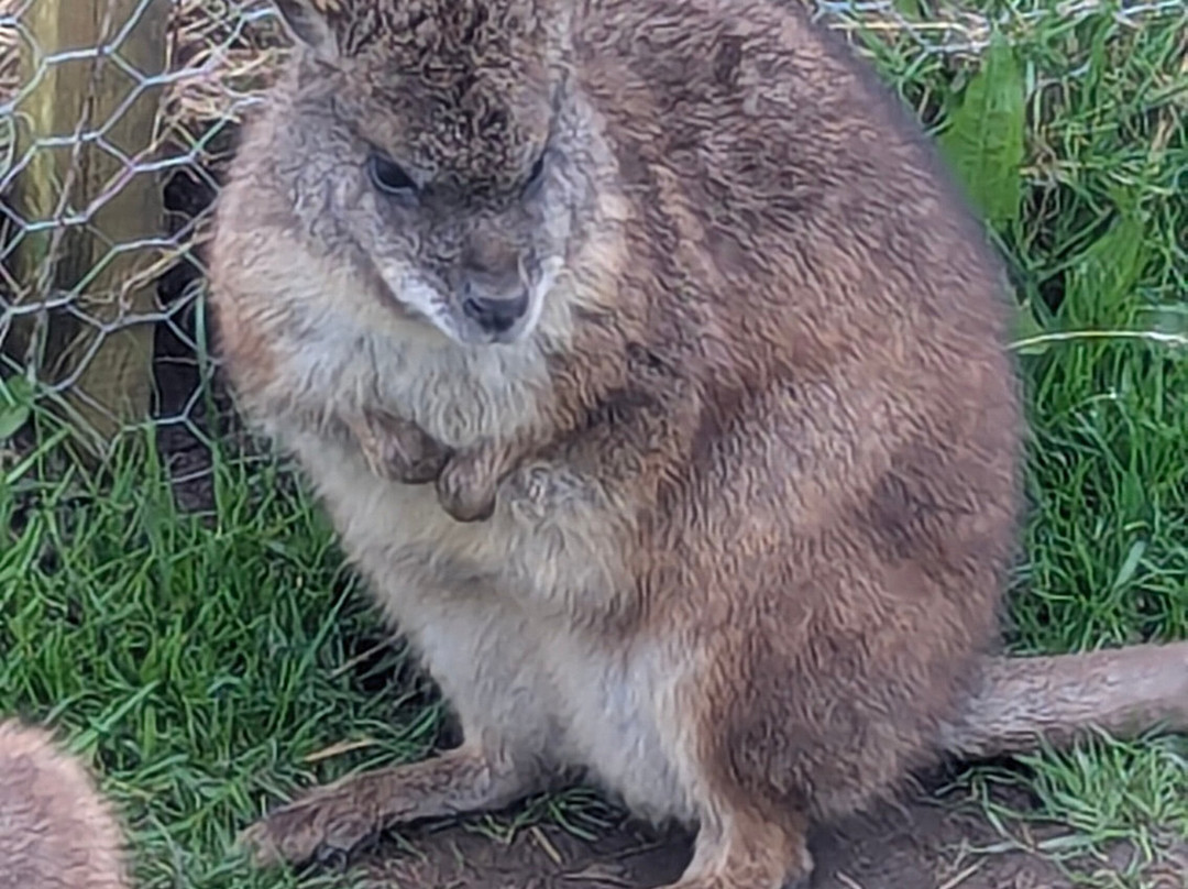 Holmes Chapel Zoo-Holmes Chapel必去景点