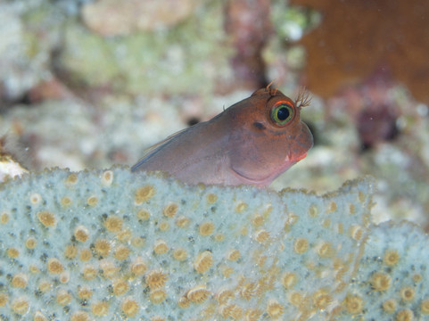 Scubaqua Dive Center-圣尤斯泰希厄斯岛必去景点