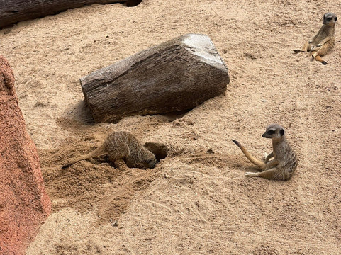 Rockhampton Zoo-罗克汉普顿必去景点