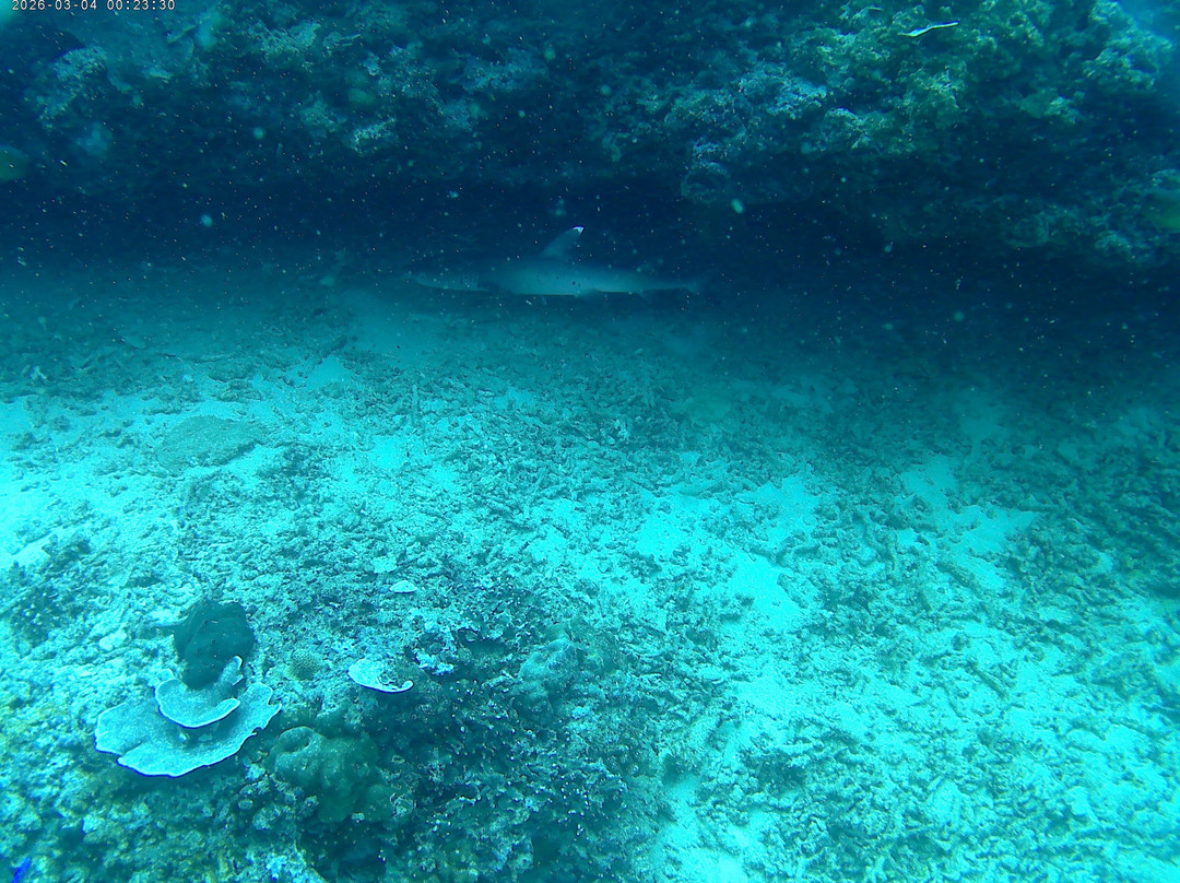 DSM Dive - Gili Trawangan-吉利特拉万安必去景点