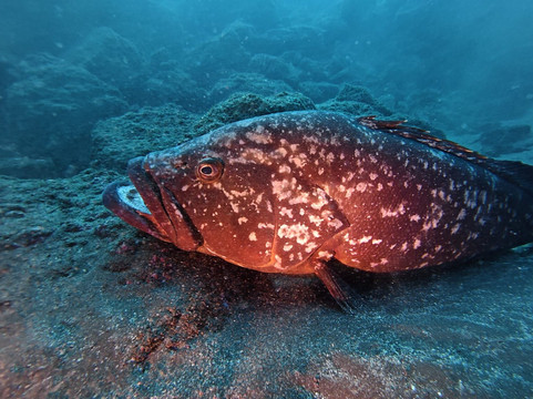 Atalaia Diving Center-Canico必去景点