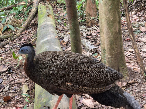 Sumatra orangutan escape-棉兰必去景点