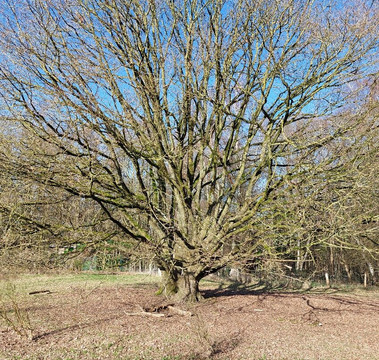 Vlooybergtoren-Tielt Winge必去景点