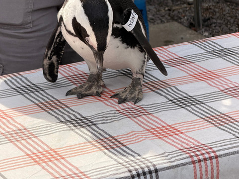 弗吉尼亚游猎公园-天然桥必去景点