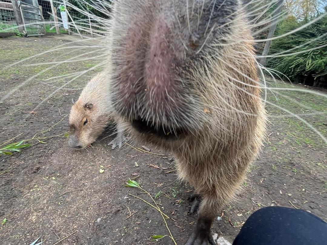 Greenacres Animal Park-Deeside必去景点