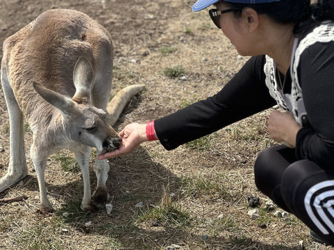 菲利普岛野生动物园-考斯必去景点