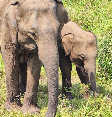 Ceylon leisure travels with sanju-Ja Ela必去景点