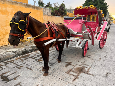 Kinich  El Sabor de Izamal