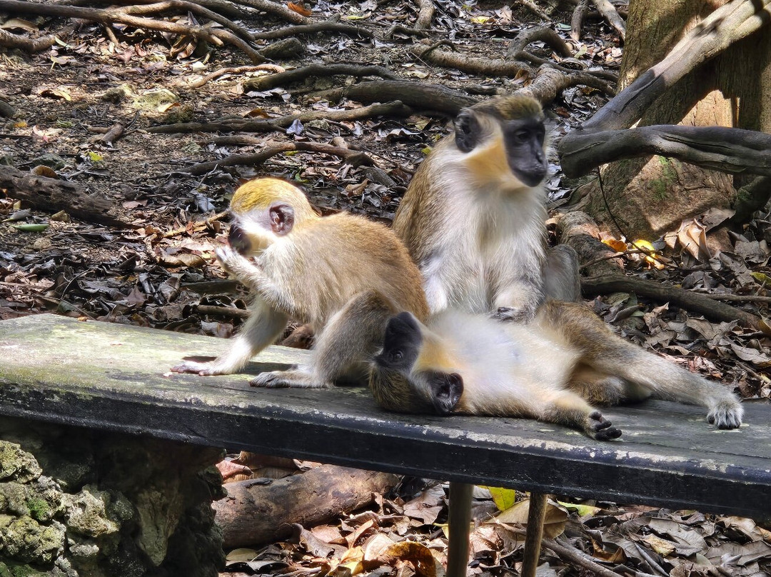 Barbados Wildlife Reserve-Saint Peter Parish必去景点