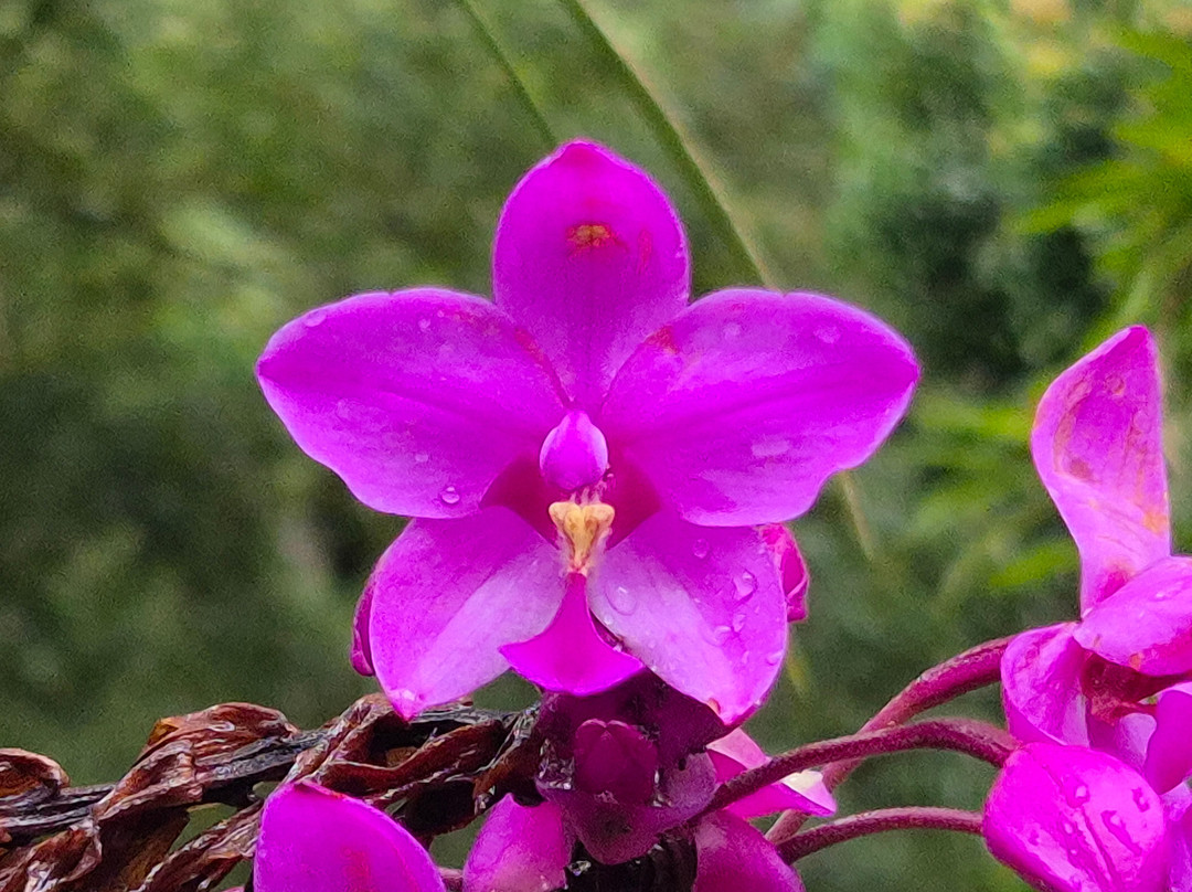 Reserva Natural Orquideas del Tolima-Ibague必去景点