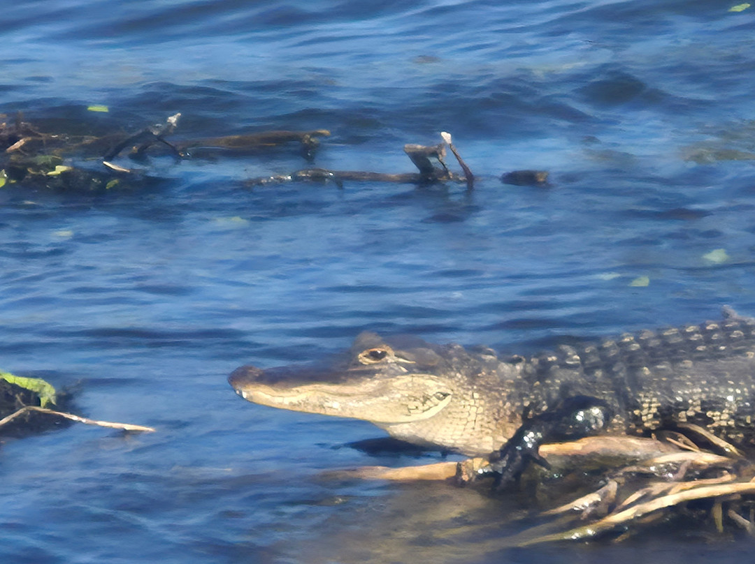 Airboat Rides West Palm Beach-西棕榈滩必去景点