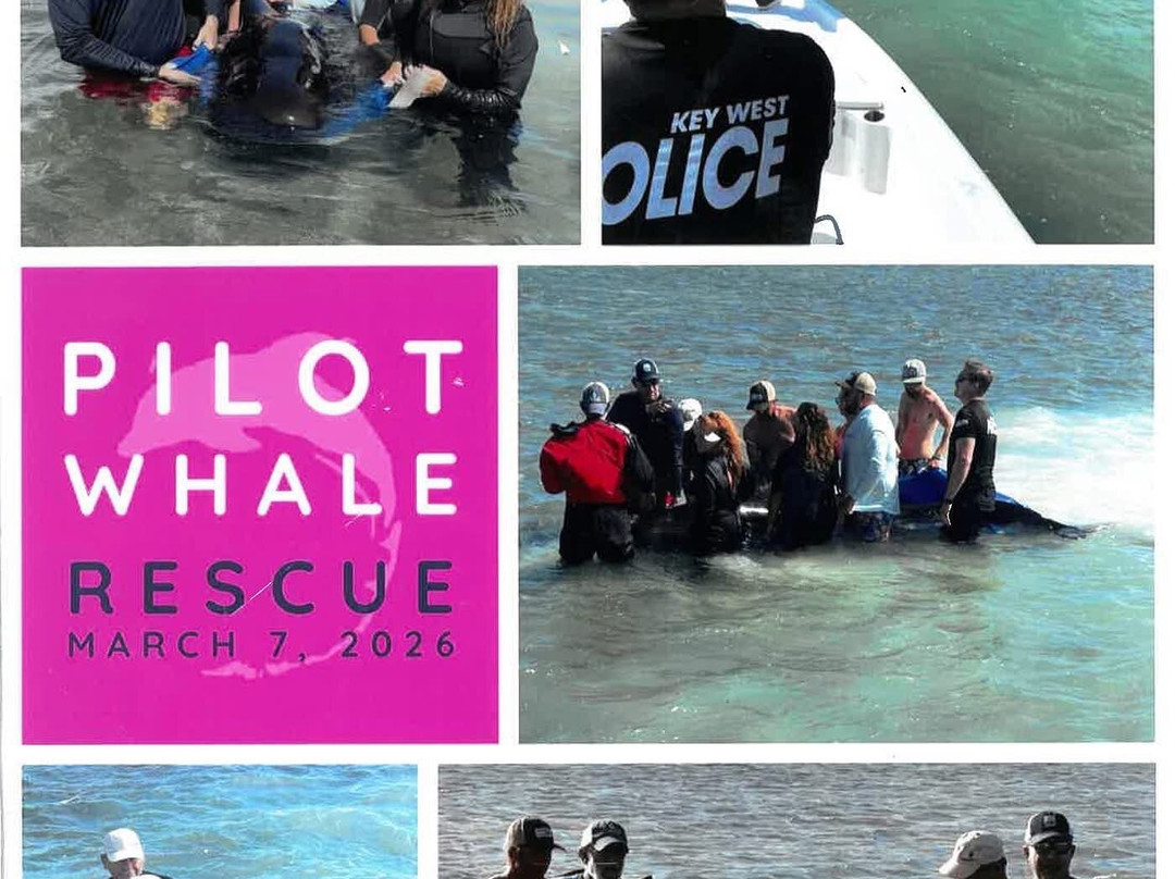 Dolphin Life-拉哥岛必去景点