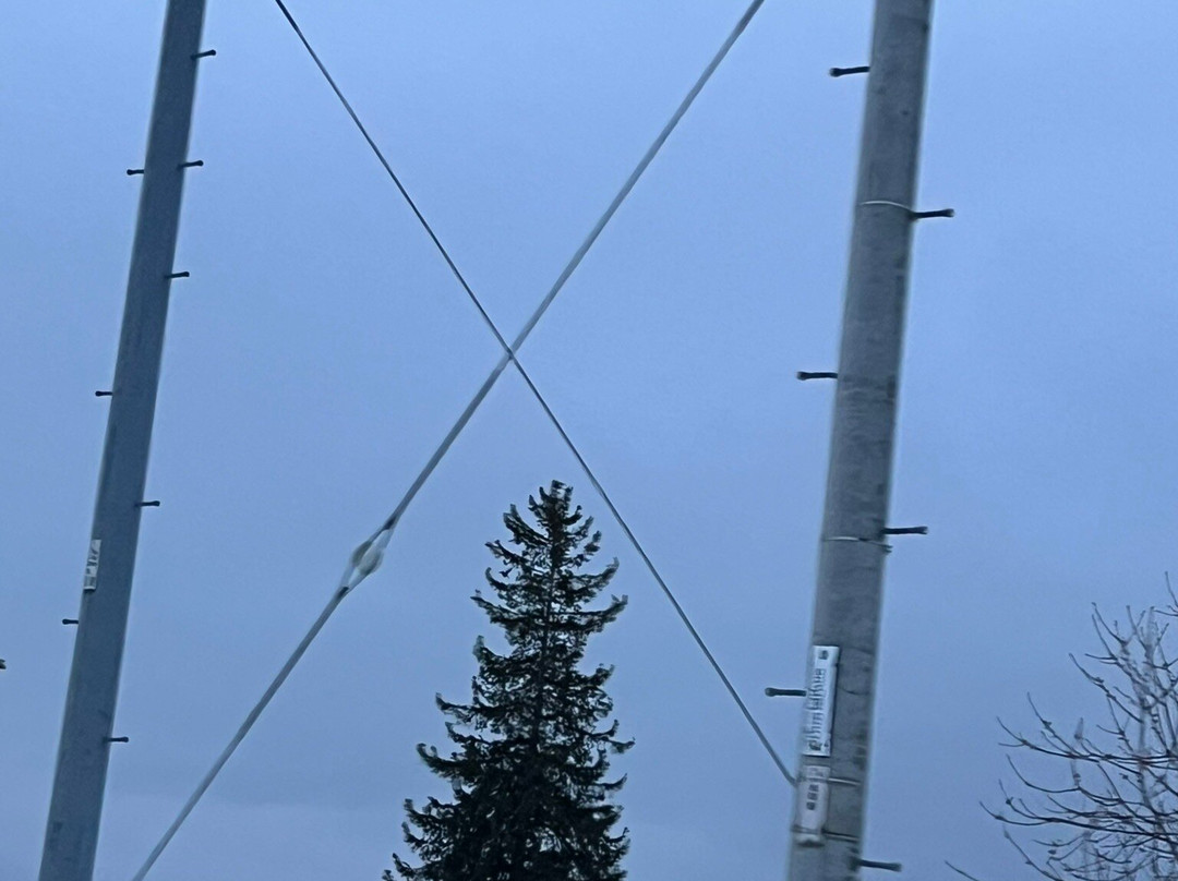 Christmas Tree no Ki-美瑛町必去景点