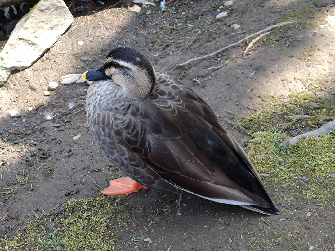 御薬园-会津若松市必去景点