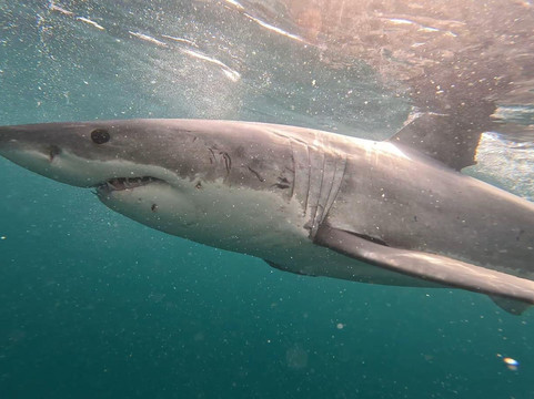 Shark Experience-布拉夫必去景点