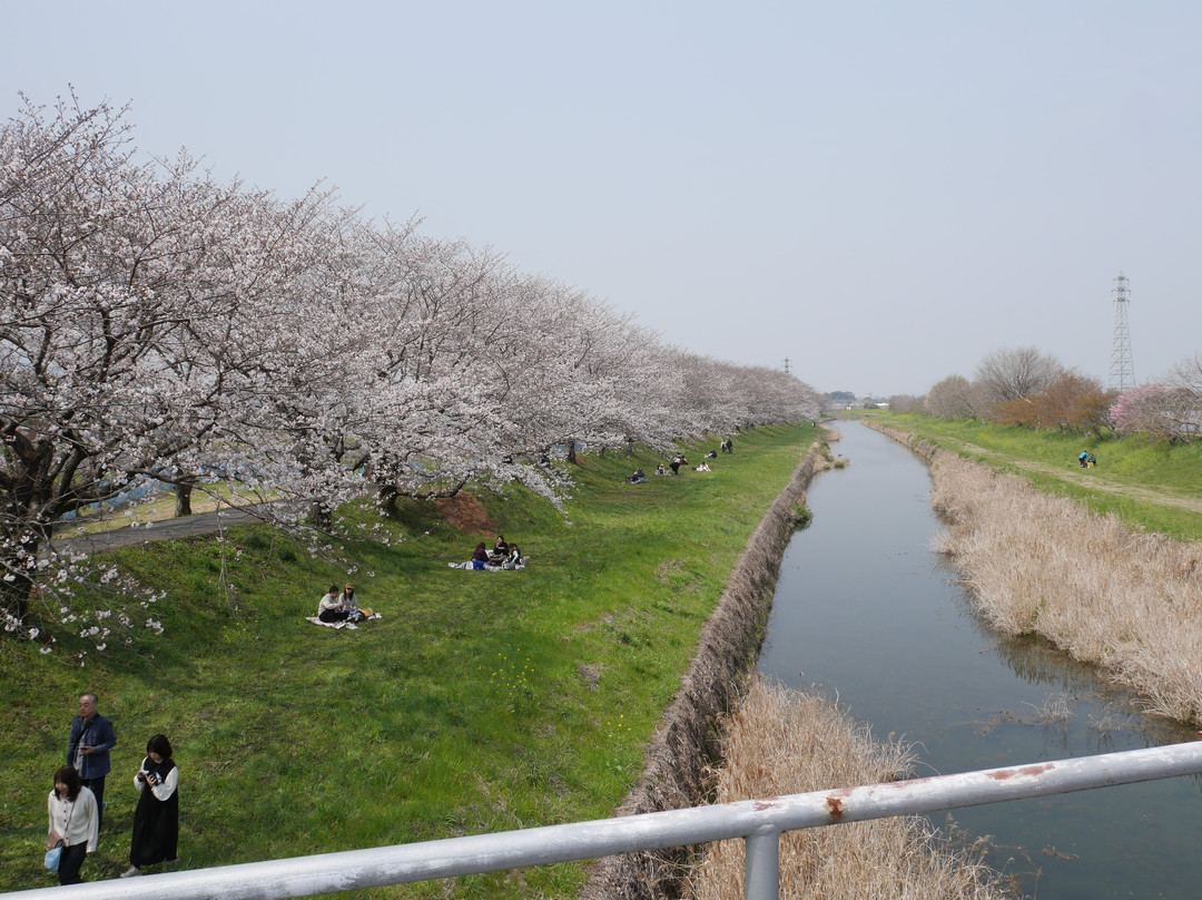 Sakura Trees along Nagare River-浮羽市必去景点