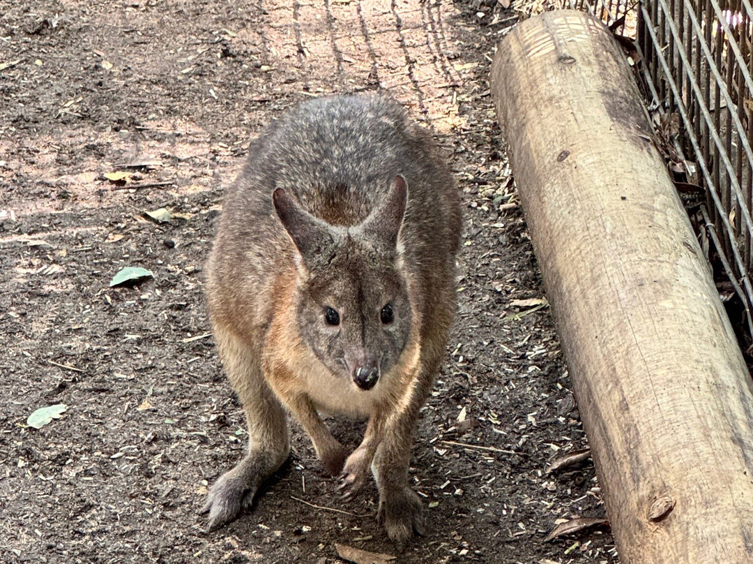 Blue Mountains Tours-格兰布鲁克必去景点