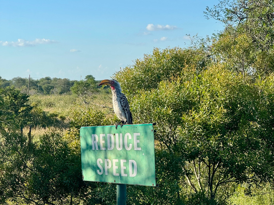 Kurt Safari-克鲁格国家公园必去景点
