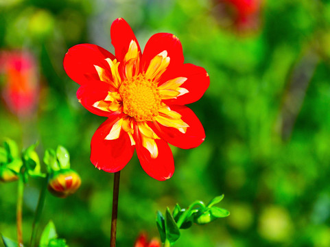 Aylett Nurseries-圣奥尔本斯必去景点