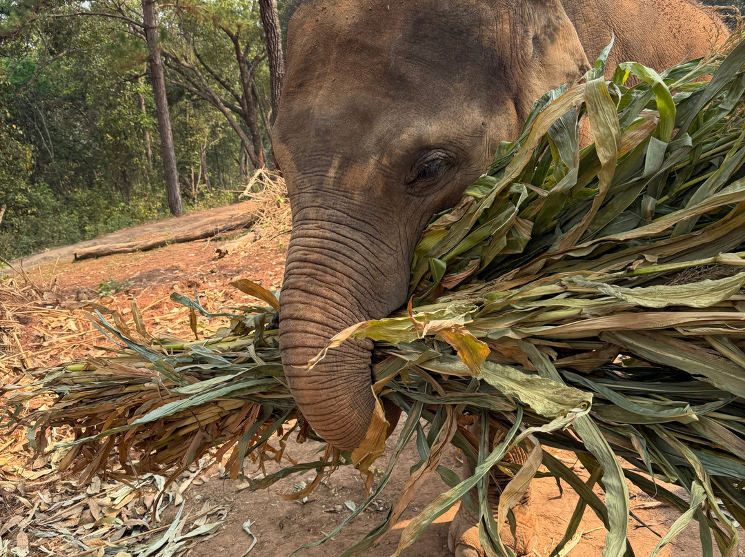 Elephant Freedom Village-清迈必去景点