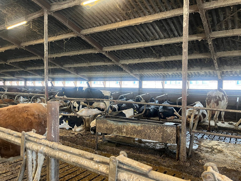 Clara Maria Cheese & Clog Farm-阿姆斯特尔芬必去景点