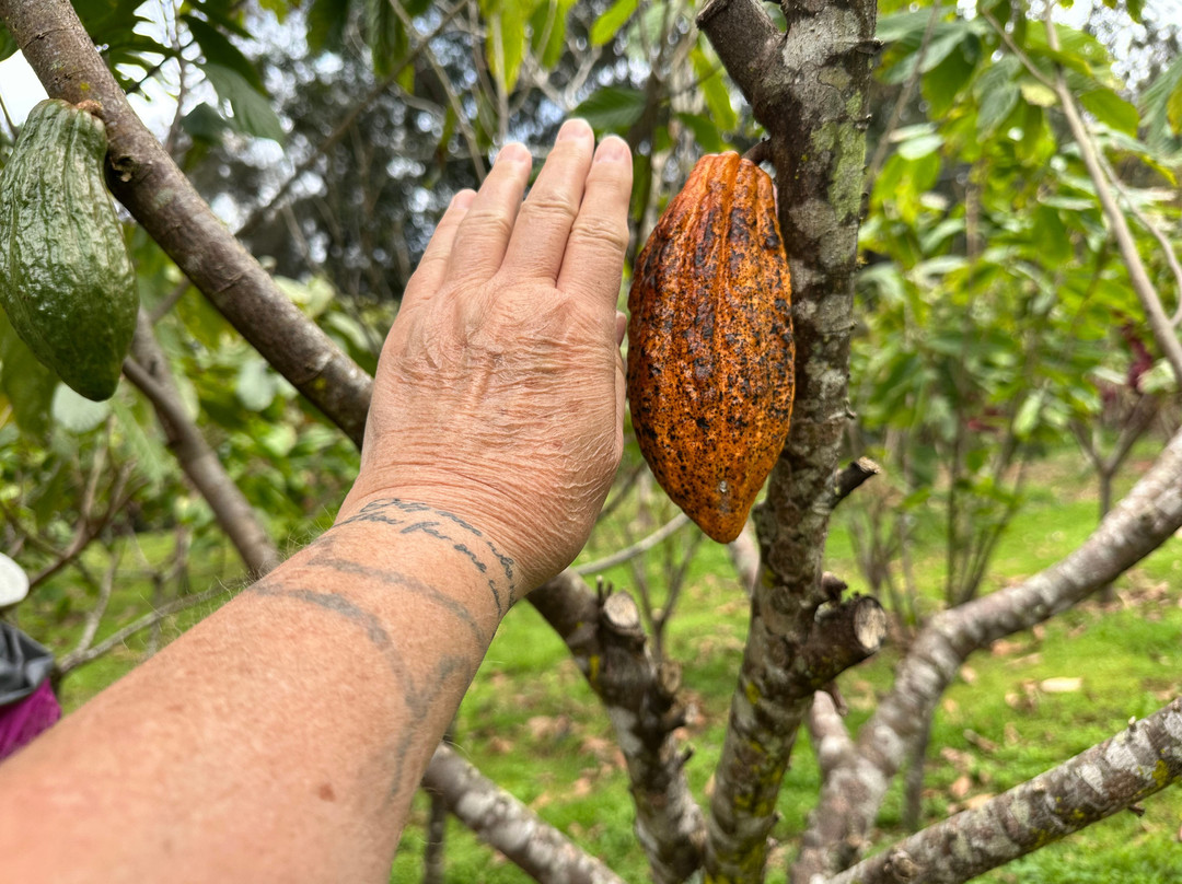 Honokaa Chocolate Co-霍诺卡阿必去景点
