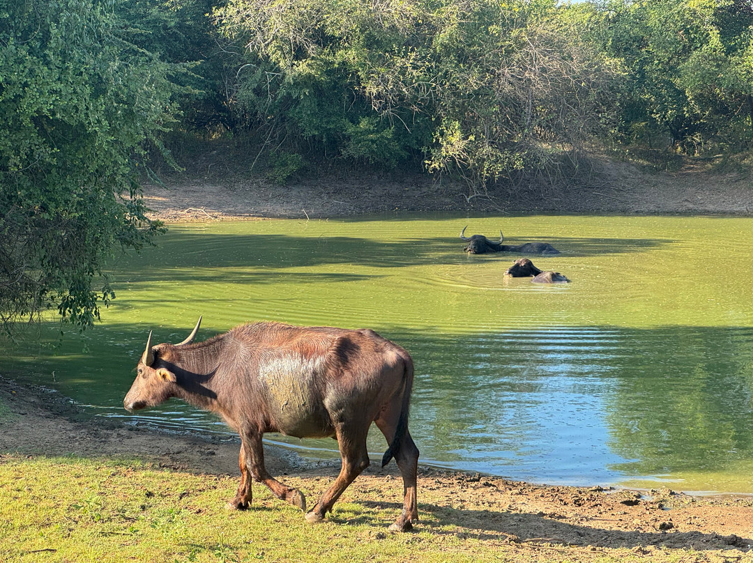 Sri Lankan Personal Drivers-科伦坡必去景点