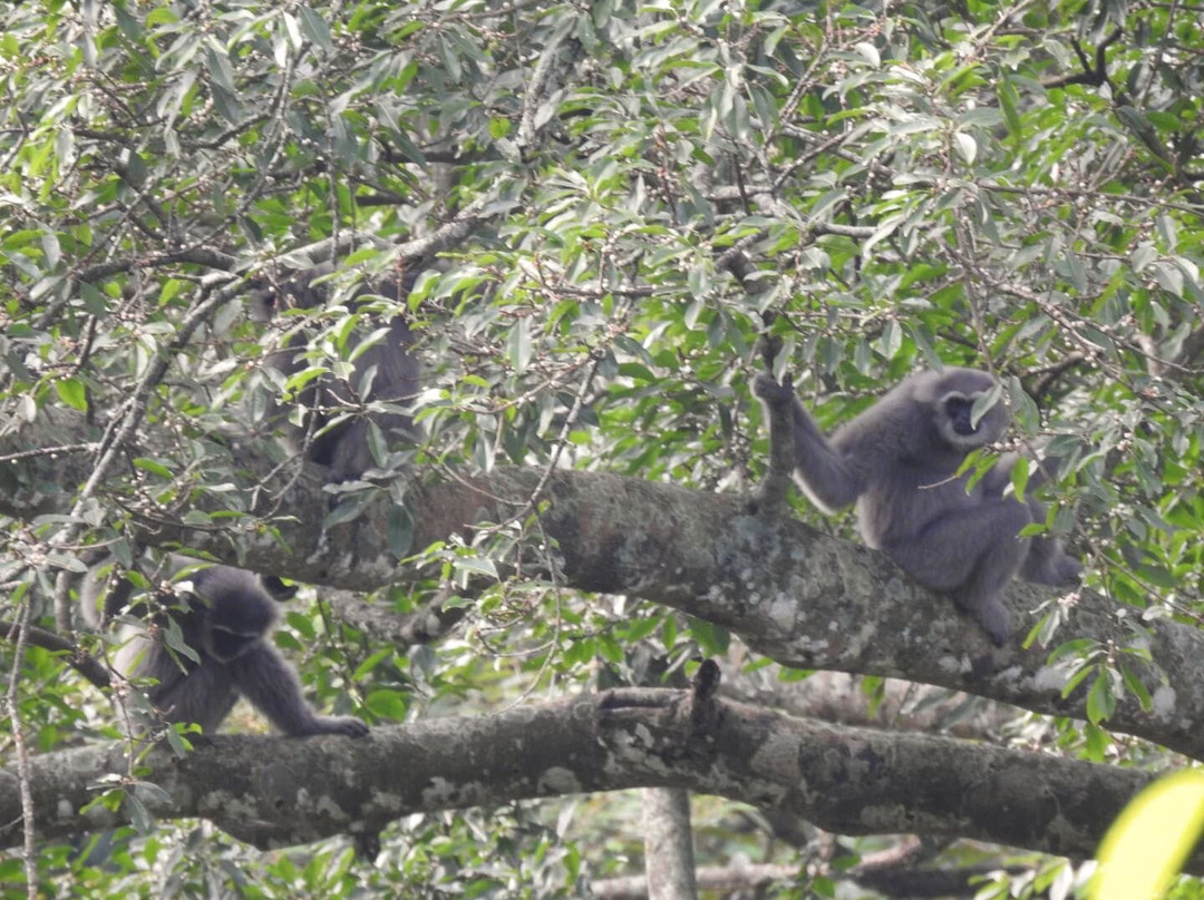 Ujung Kulon Ecotourism-Ujungjaya必去景点