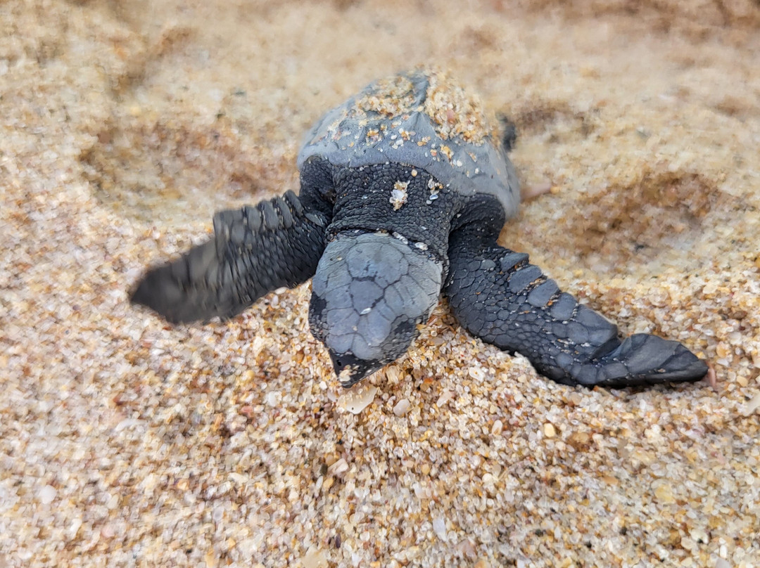 Prem Tours Sri Lanka-尼甘布必去景点