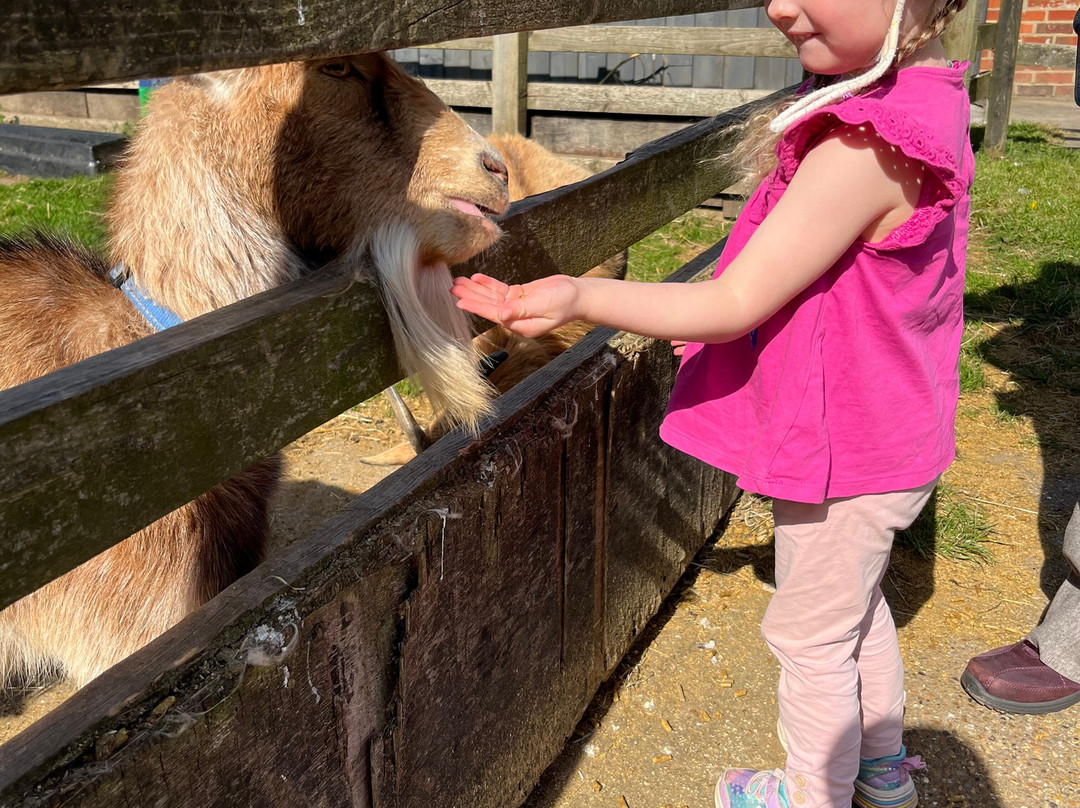 Finkley Down Farm-Andover必去景点