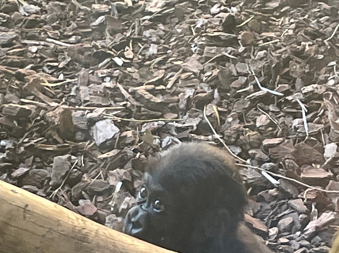 Bioparc Fuengirola-福恩吉罗拉必去景点