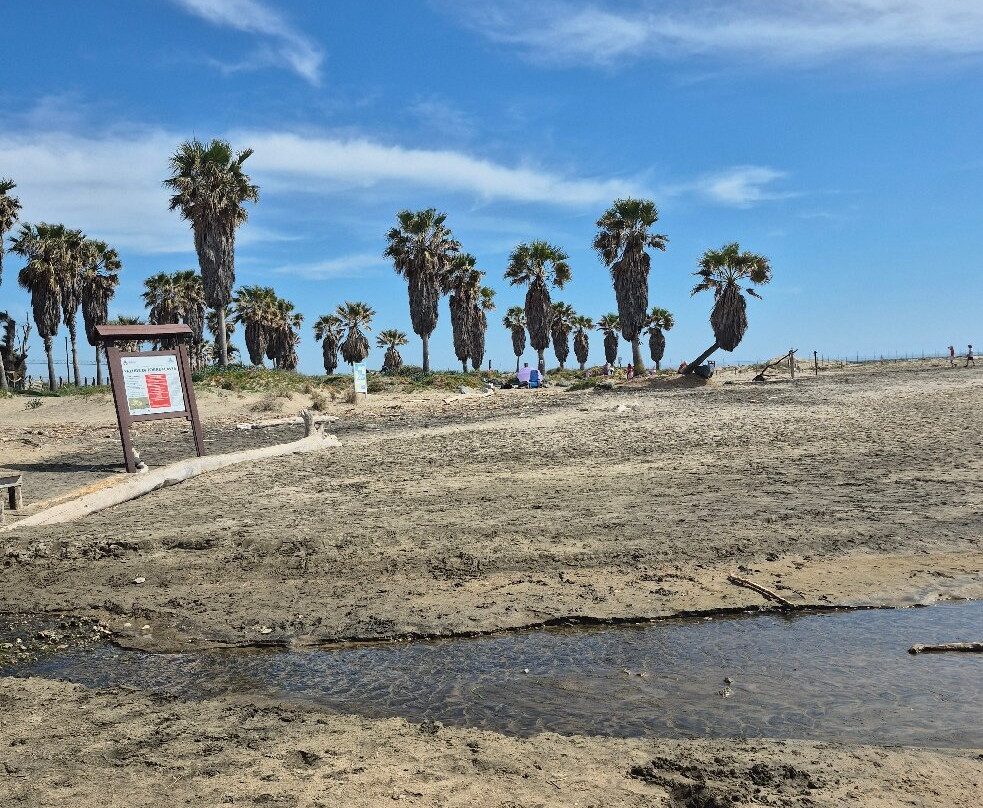 Monumento Naturale Palude di Torre Flavia-拉迪斯波利必去景点