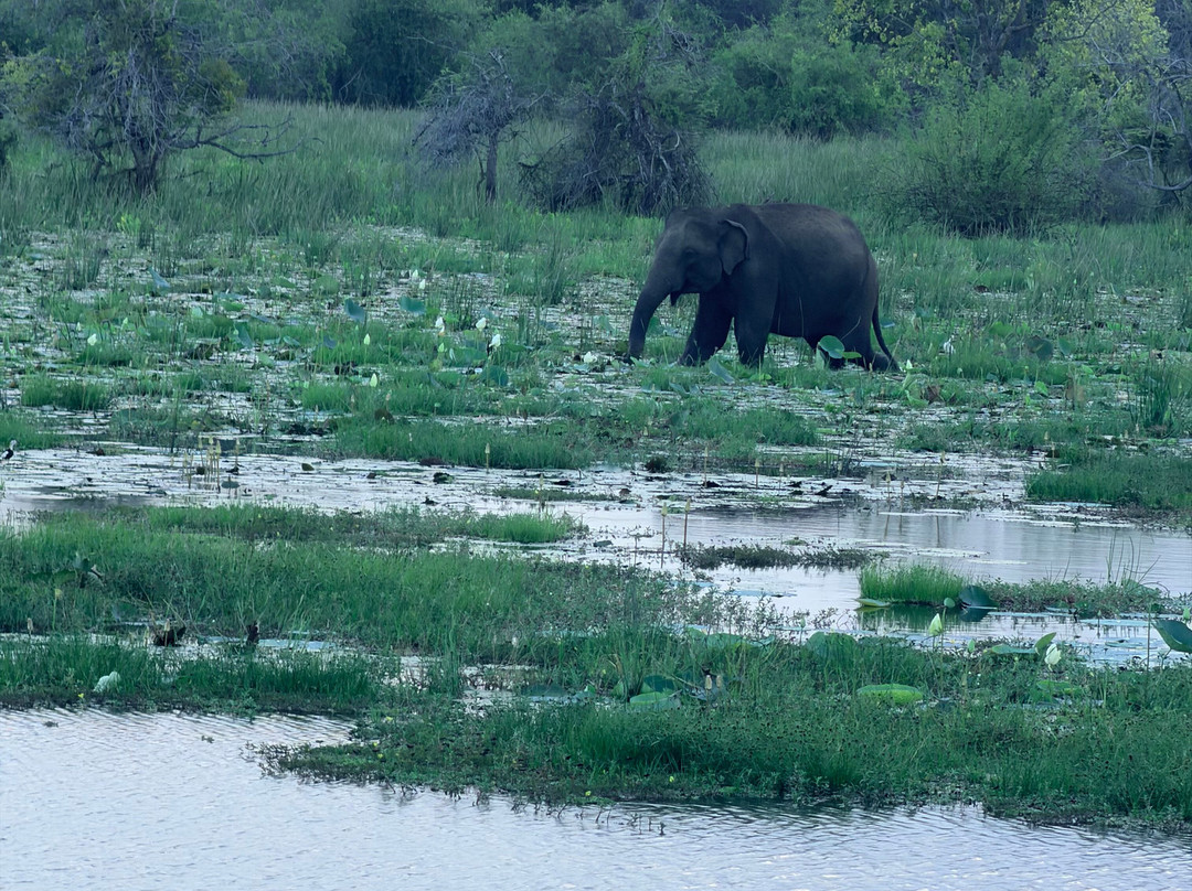 荒野海岸露营度假村 - 罗莱夏朵主图