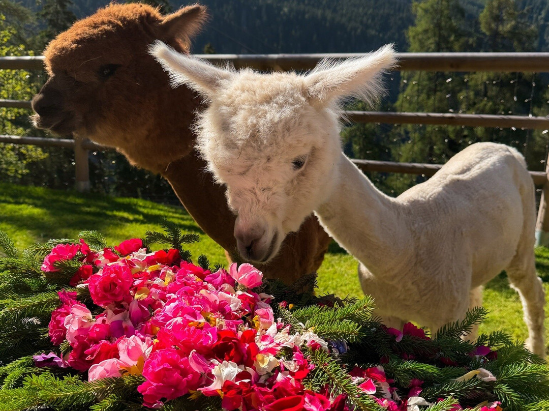 阿尔福斯木屋酒店主图
