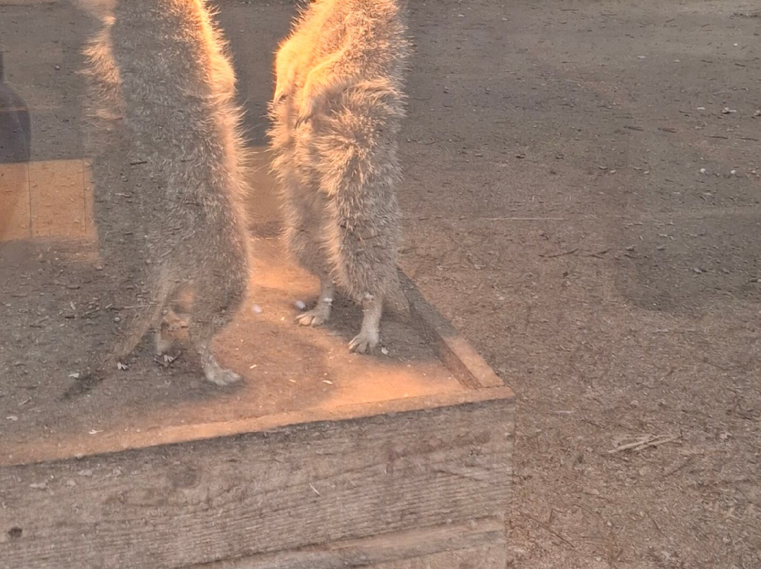 Bridlington Animal Park-布里德灵顿必去景点