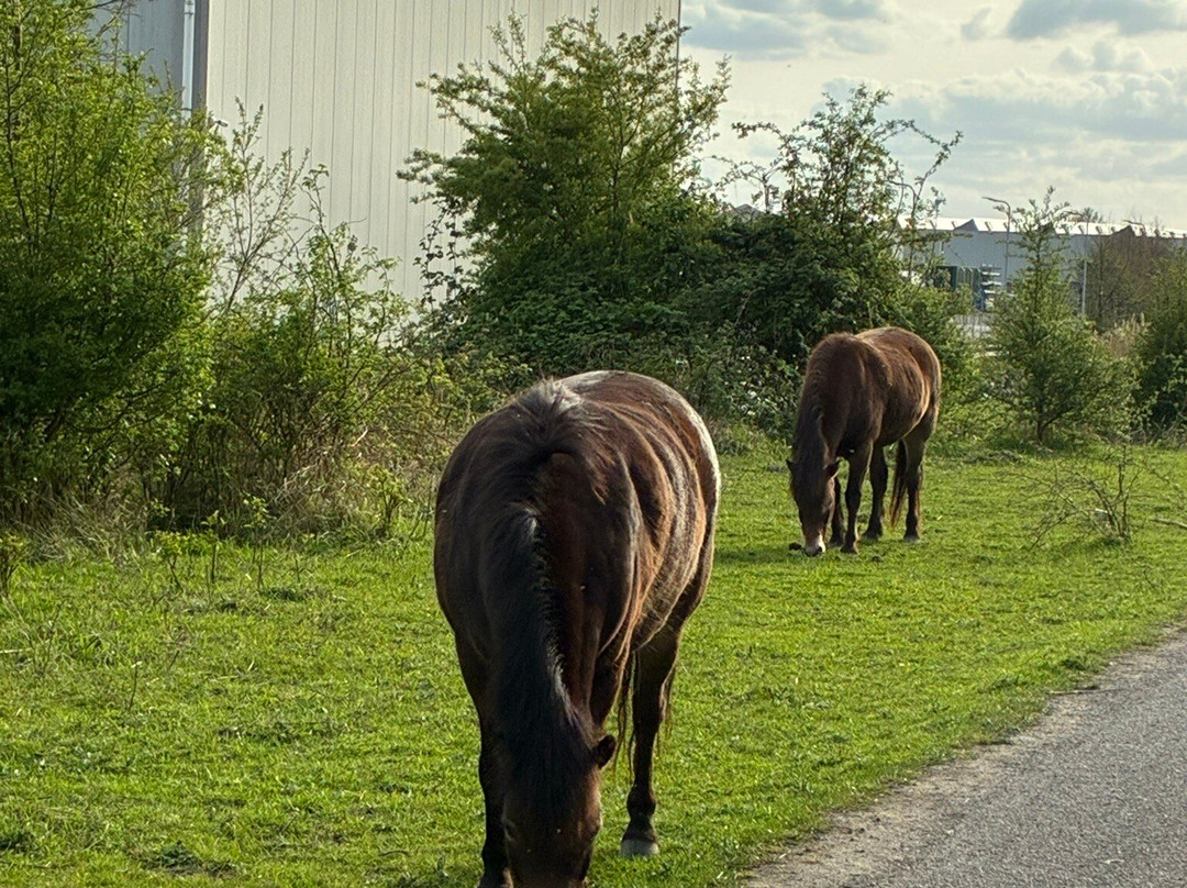 Schinkelbos-Aalsmeer必去景点