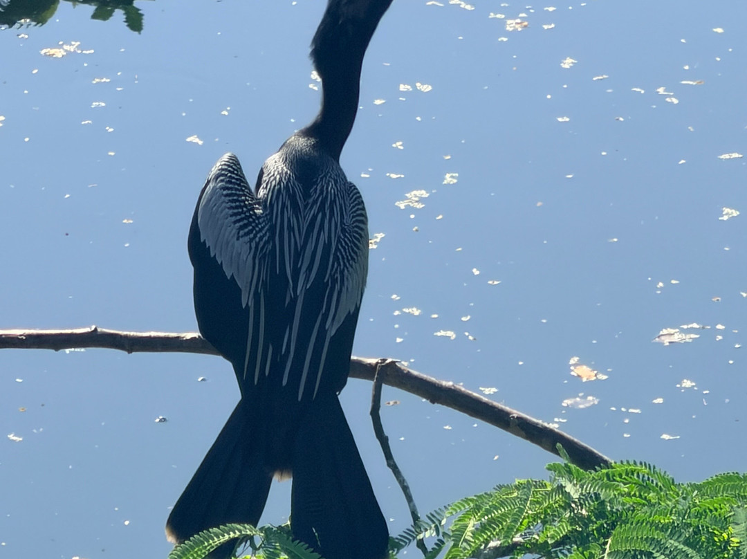 Bird Guide Cornelio-瓦图尔科必去景点