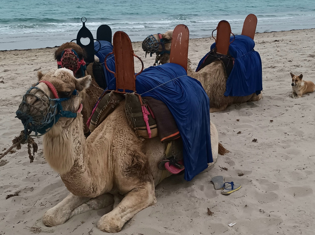 吉尔巴岛棕榈海滩俱乐部主图