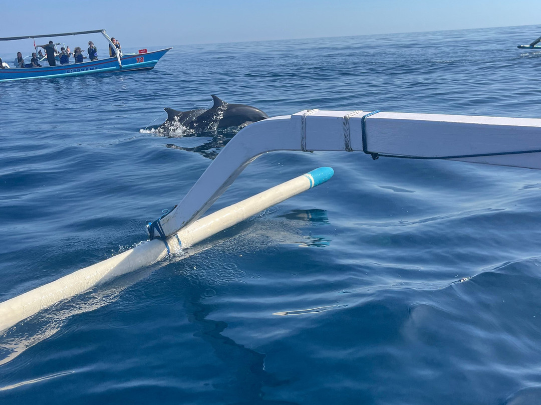 dolphin Lovina tours-罗威那海滩必去景点